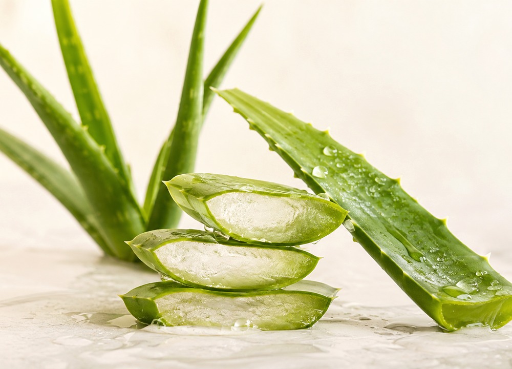 Aloe vera